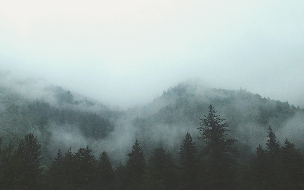 Foggy Sierra forest